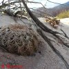 Gymnocalycium spegazzini v,punillense